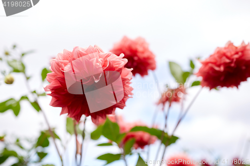 Image of beautiful dahlia flowers at summer garden