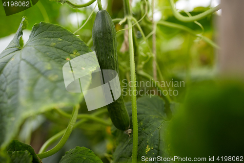 Image of close up of cucumber growing at garden