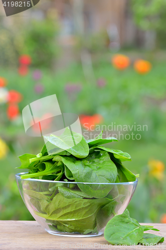 Image of fresh green spinach 