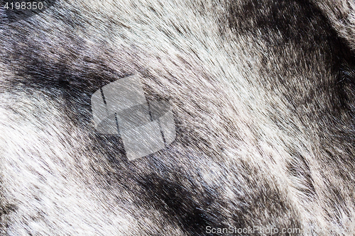 Image of close up of fur background