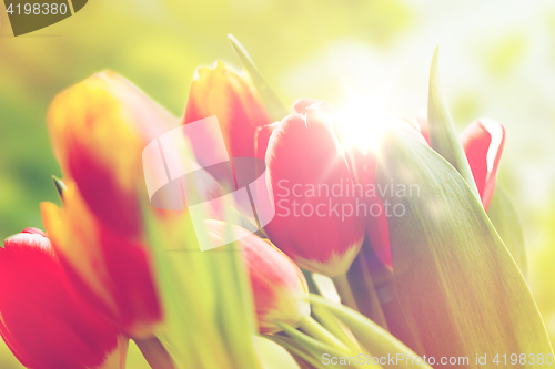 Image of close up of tulip flowers