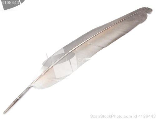 Image of feather on white
