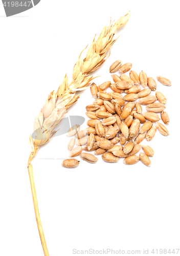 Image of wheat on white