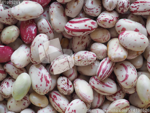 Image of Crimson beans legumes vegetables