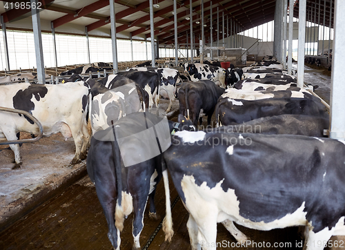 Image of herd of cows in cowshed stable on dairy farm