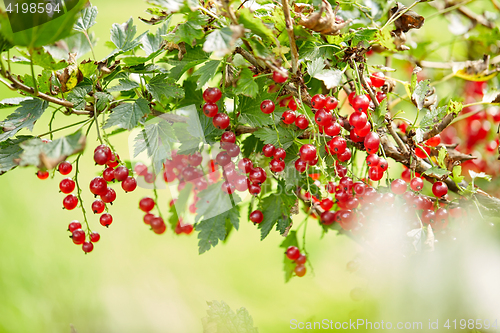 Image of red currant bush at summer garden branch