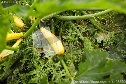 Image of squashes at summer garden bed