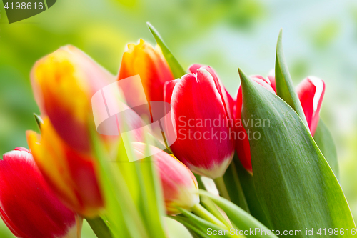 Image of close up of tulip flowers