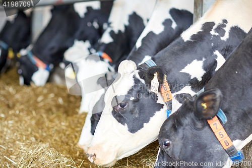 Image of herd of cows eating hay in cowshed on dairy farm