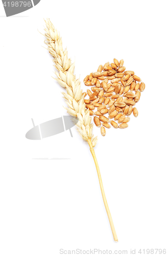 Image of wheat on white