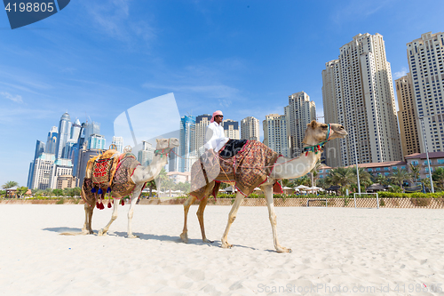 Image of Man offering camel ride on Jumeirah beach, Dubai, United Arab Emirates.