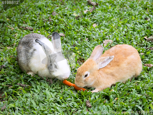 Image of Two rabbits sharing a carrot