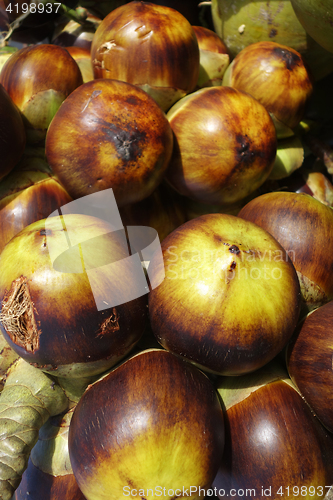 Image of Sea coconut or Lodoicea Maldivica