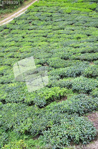 Image of Tea plantation located in Cameron Highlands