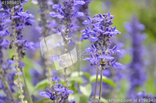 Image of Blooming blue bugleweeds Ajuga