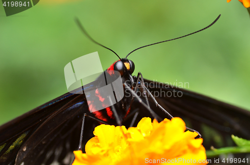 Image of Butterfly on orange flower