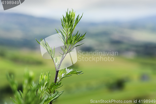 Image of Typical plant and landscape in Marche