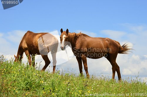 Image of Two horses in Marche