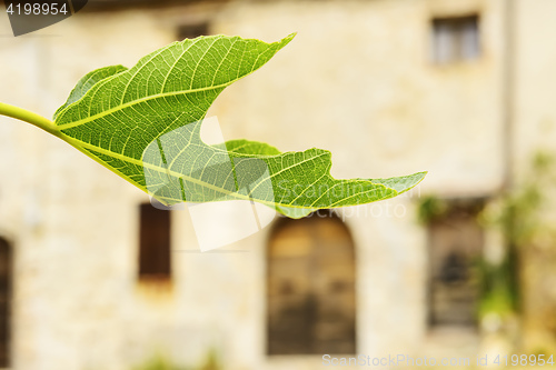 Image of Leaf in Elcito