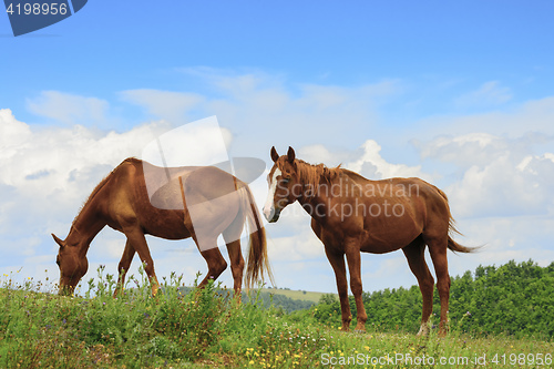 Image of Two horses in Marche