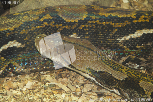 Image of Indian Rock Python  (Python molurus bivittatus)  