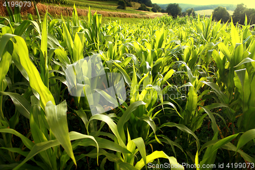 Image of green corn growing up