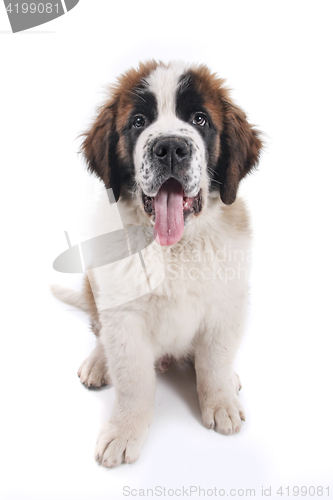 Image of Cute Saint Bernard Purebred Puppy 