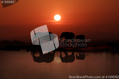 Image of Family of 3 Elephants Walking In the Sunset