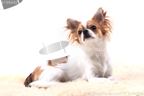 Image of chihuahua is resting