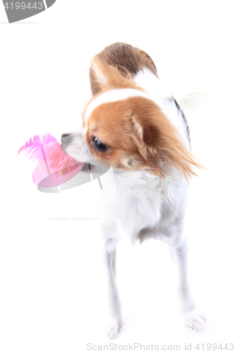 Image of sweet chihuahua and her hat