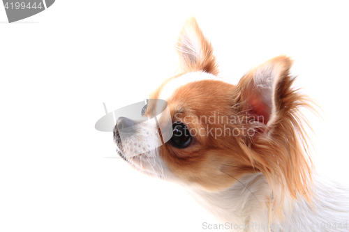 Image of head of sweet chihuahua