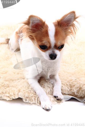 Image of chihuahua is resting