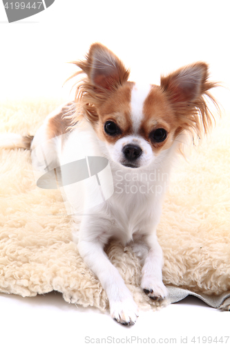 Image of chihuahua is resting