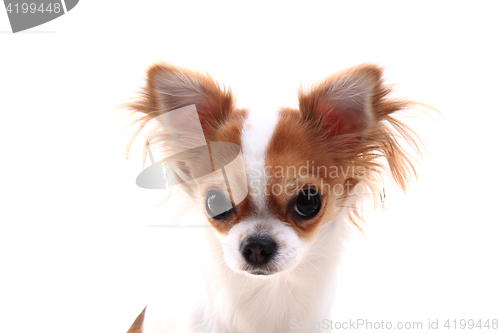 Image of head of sweet chihuahua