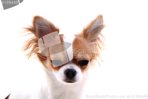 Image of head of sweet chihuahua