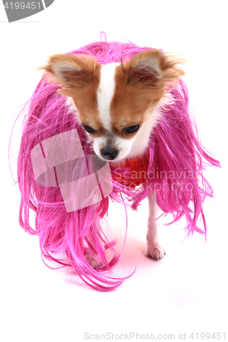 Image of small chihuahua in the different clothes isolated