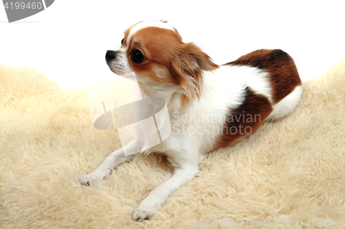 Image of chihuahua is resting