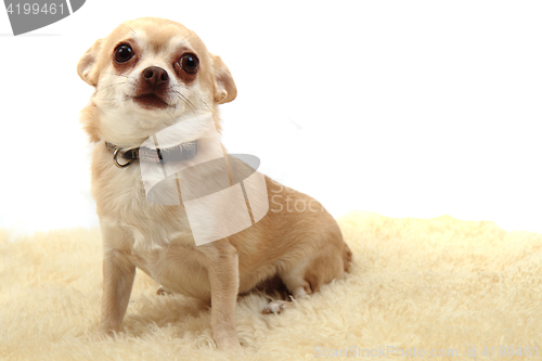 Image of chihuahua is resting