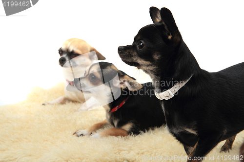 Image of chihuahua is resting