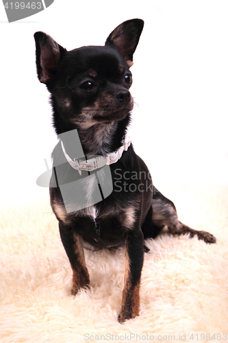 Image of chihuahua is resting