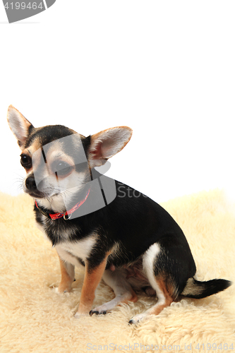 Image of chihuahua is resting