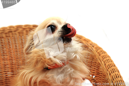 Image of chihuahua is resting