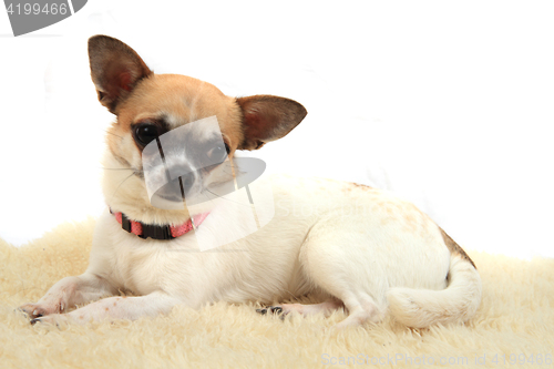 Image of chihuahua is resting