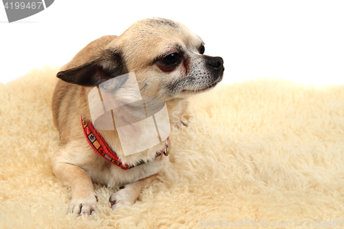 Image of chihuahua is resting