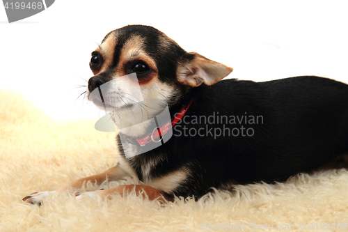 Image of chihuahua is resting