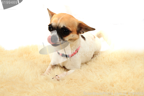 Image of chihuahua is resting