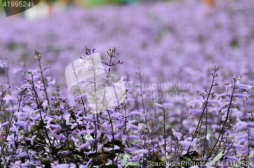 Image of Plectranthus Mona Lavender flowers