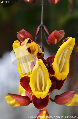 Image of Thunbergia mysorensis, also called Mysore trumpetvine