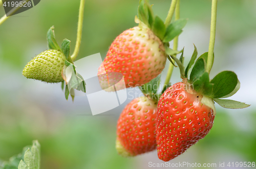 Image of Fresh strawberries that are grown in greenhouses