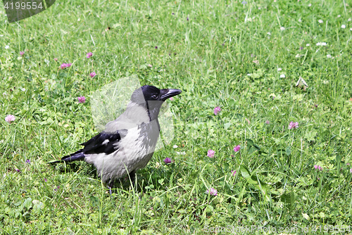 Image of Young Hooded Crow